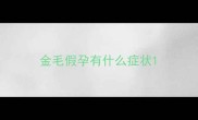 金毛假孕有什么症状