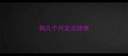 狗几个月定点排便