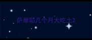 萨摩耶几个月大吃土