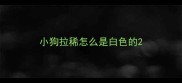 小狗拉稀怎么是白色的