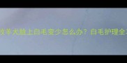 边境牧羊犬脸上白毛变少怎么办白毛护理全攻略