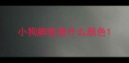 小狗脚垫是什么颜色