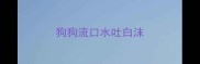 狗狗流口水吐白沫