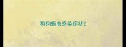 狗狗螨虫感染症状