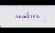 金毛怎么养才听话