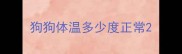 狗狗体温多少度正常