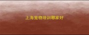 上海宠物培训哪家好