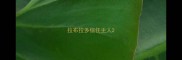 拉布拉多信任主人