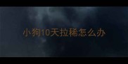 小狗10天拉稀怎么办