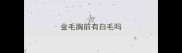 金毛胸前有白毛吗