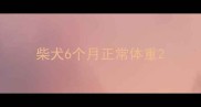 柴犬6个月正常体重