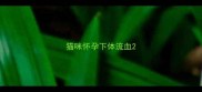 猫咪怀孕下体流血