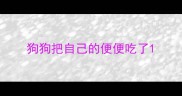 狗狗把自己的便便吃了