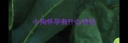 小狗怀孕有什么特征