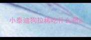 小泰迪狗拉稀吃什么药