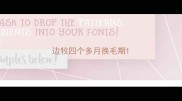 边牧四个多月换毛期