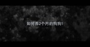 如何养2个月的狗狗