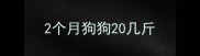 2个月狗狗20几斤