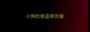 小狗吃板蓝根剂量