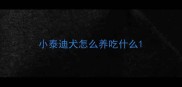 小泰迪犬怎么养吃什么