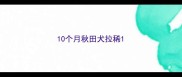 10个月秋田犬拉稀