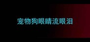 宠物狗眼睛流眼泪