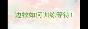 边牧如何训练等待
