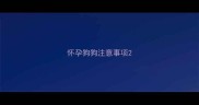 怀孕狗狗注意事项