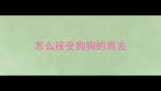 怎么接受狗狗的离去