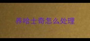 养哈士奇怎么处理