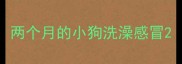 两个月的小狗洗澡感冒