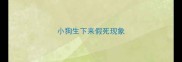 小狗生下来假死现象