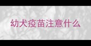 幼犬疫苗注意什么