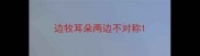 边牧耳朵两边不对称