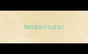 狗打疫苗什么反应