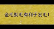 金毛剃毛有利于发毛