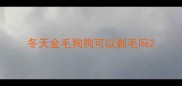 冬天金毛狗狗可以剃毛吗