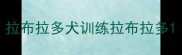 拉布拉多犬训练拉布拉多