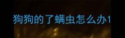 狗狗的了螨虫怎么办