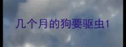 几个月的狗要驱虫
