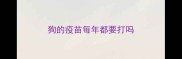 狗的疫苗每年都要打吗