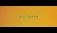 金毛可以吃玉米粥吗