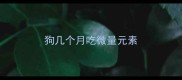 狗几个月吃微量元素