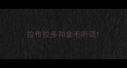 拉布拉多和金毛听话