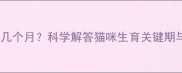 母猫怀孕需要几个月科学解答猫咪生育关键期与孕育周期全