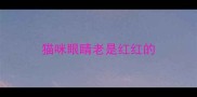 猫咪眼睛老是红红的