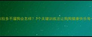 拉布拉多不溜狗会怎样3个关键训练法让狗狗健康快乐每一天
