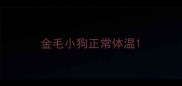 金毛小狗正常体温