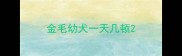 金毛幼犬一天几顿
