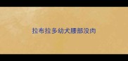拉布拉多幼犬腰部没肉
